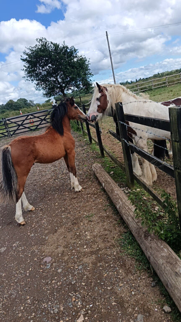Horse/pony caretaker
