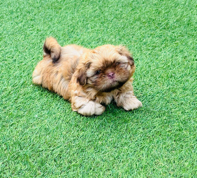 Stunning liver small Shih Tzu boy puppy