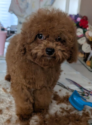 Adorable Asian red toy poodles