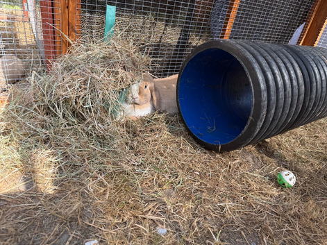 Mini lop doe