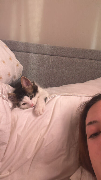 2 male kittens for sale