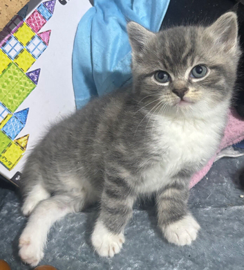 Beautiful mixed breed kitten
