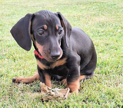 Minature Dachshund