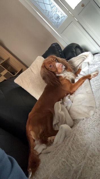 Cocker spaniel