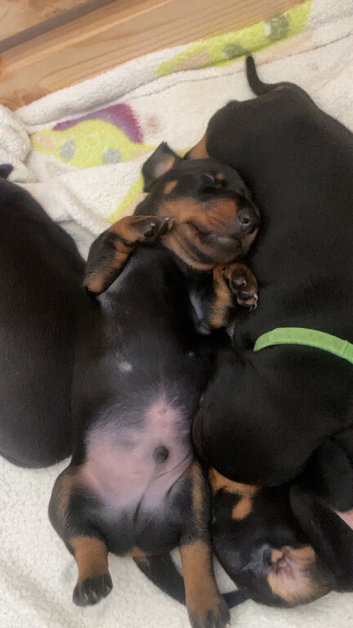 Miniature dachshund