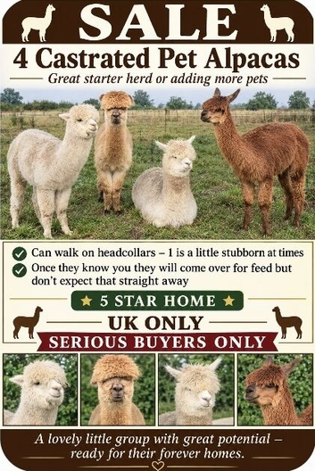 4 castrated alpacas