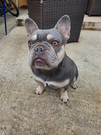 French bulldog bitch