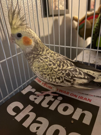 Baby cockatiel 13weeks old