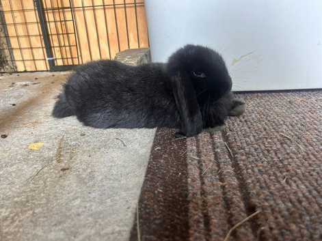 Pure bred French lop litter