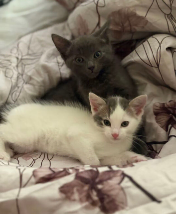 TWO SIBLINGS NEED REHOMING TOGETHER
