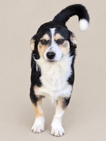 Rescued puppy, 7months,very loving