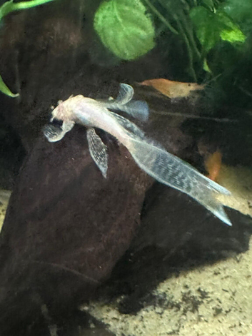 Endler guppoes/Albino long&shortfin Plecs