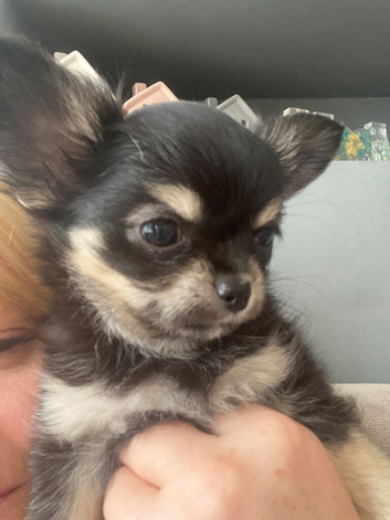 Chihuahua puppies