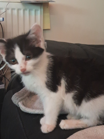 Girl kitten 3 months old
