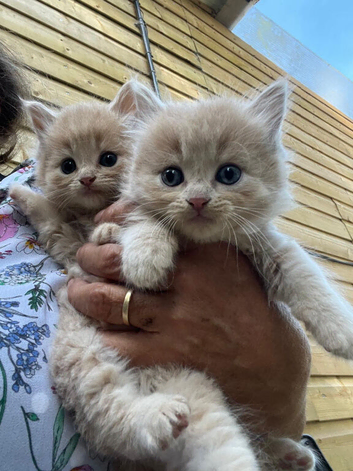 Gorgeous kittens