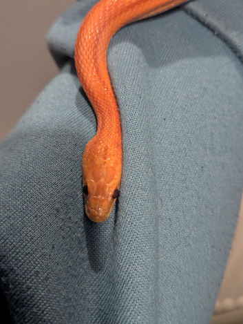 2 female corn snakes