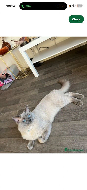 Queen and male looking for a home