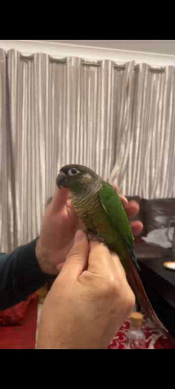Hand Reared/Hand Tame/Silly Tame Green Cheek Conure