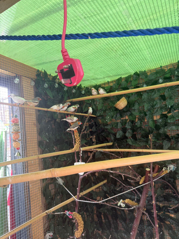 Zebra show finches