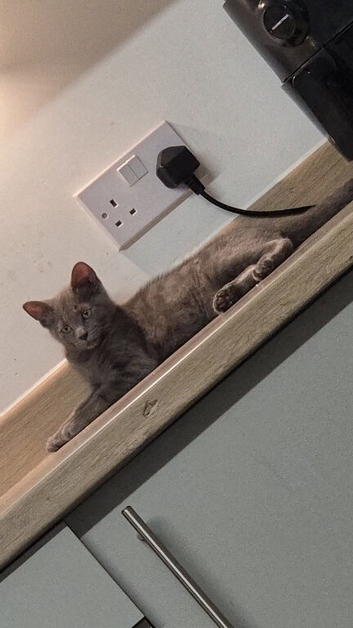 5 month old kitten