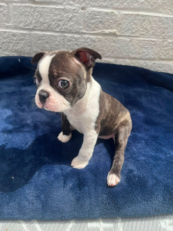 Brindle Boston terrier litter