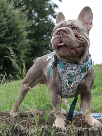 Rehome for shady
