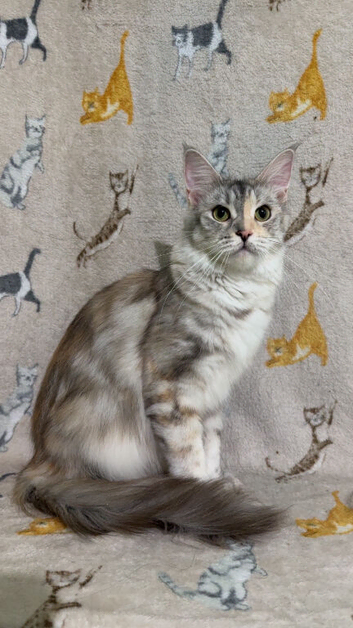 Female Mainecoon Cat