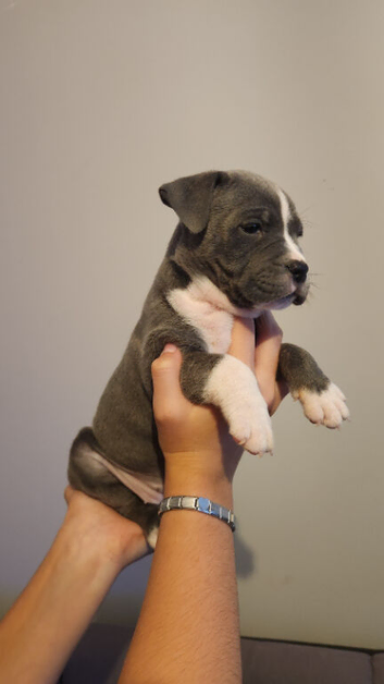 Chunky American Bulldog x English Bulldog x Staffy Puppies