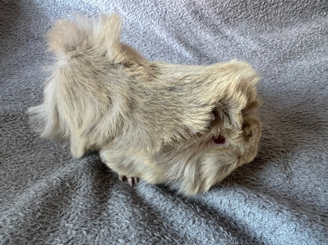Baby Guinea Pigs Funkies