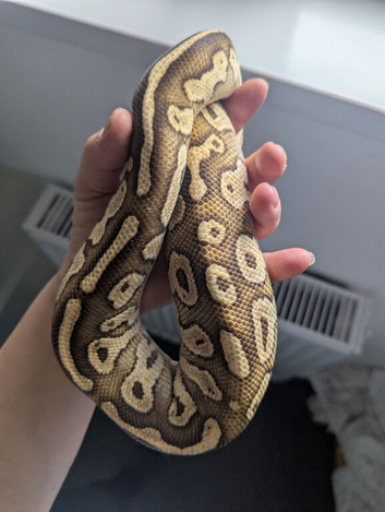 Nice friendly lesser ball python