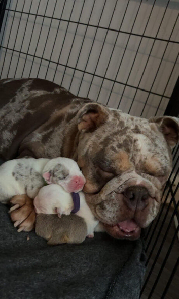 Stunning English bulldog puppies