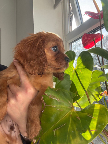 Beautiful boy available kc registered