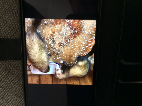 Ferrets /polecats