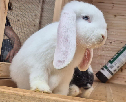 Frenchlops 3 bucks left 14 weeks old