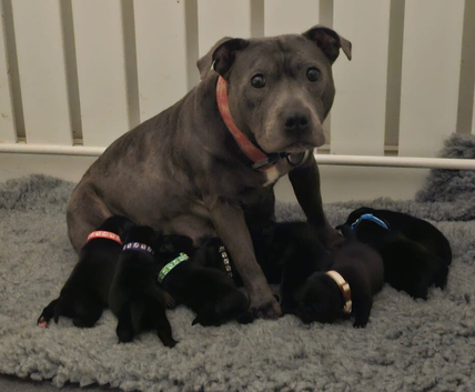 KC Staffordshire bull terrier pups for sale