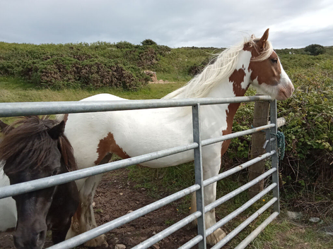 Gypsy skewbald cob