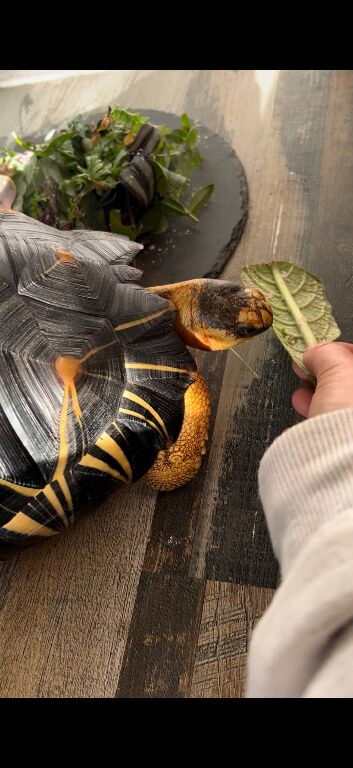 Radiated tortoise forsale male