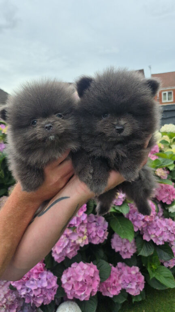 Miniature pomeranian puppies