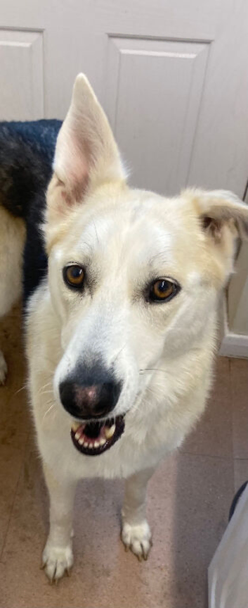 German Shepard and husky