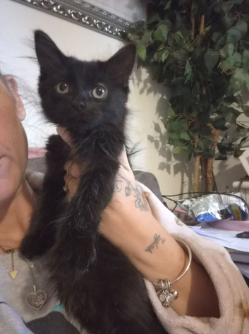 Kitten 9 weeks old ready to leave now ONLY LITTLE BLACK ONE LEFT