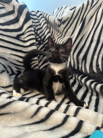 Stunning Kittens Urgently Needing Homes.