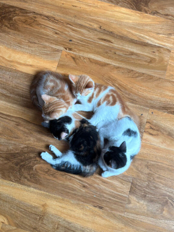 6 Kittens for Sale - &pound;70 each