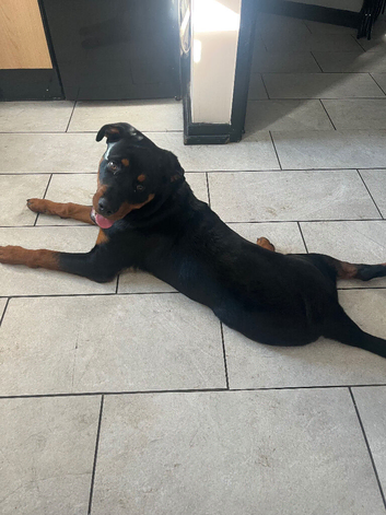 Male Rottweiler puppy