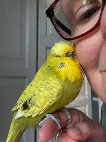 Super Tame Beautiful Male Exhibition Budgie