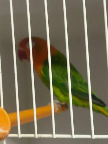Stunning pair of proven lovebirds