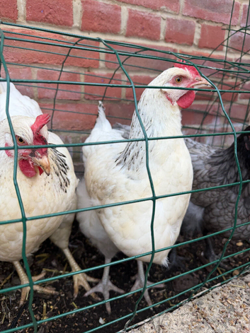 Dutch chicken