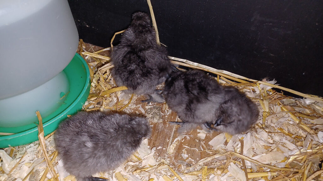 Silkie chicks just hatched