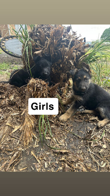 German shepherd puppies