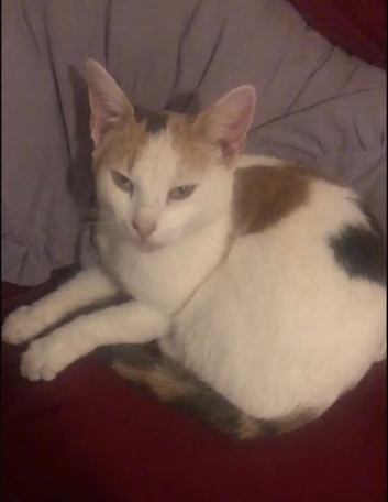 Female 2 year old