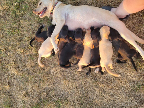 Labrador x sprocker puppies for sale